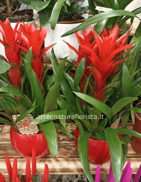 Composizione di guzmania