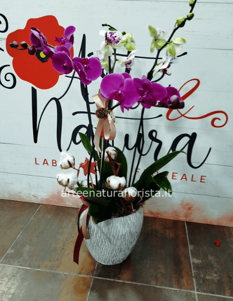 Orchidee con vaso in ceramica e rami di cotone