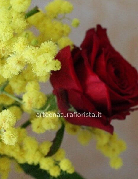 Mimosa con rosa rossa