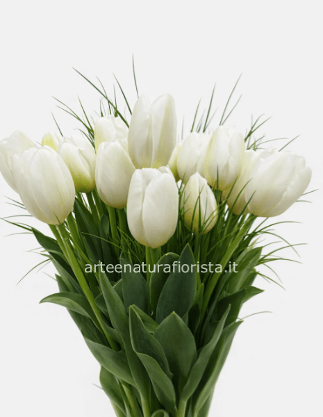 Tulipani bianchi