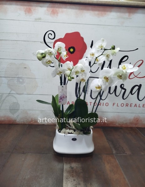 Orchidee con vaso in ceramica
